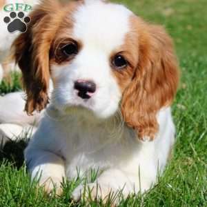 Prince, Cavalier King Charles Spaniel Puppy